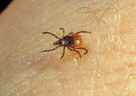 American — photo 2