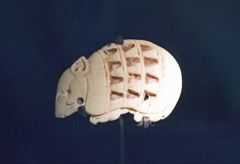 Armadillos (N/A) β pest in Middle Tennessee