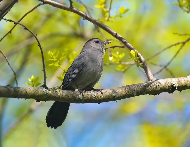 Catbirds (N/A) β pest in Middle Tennessee