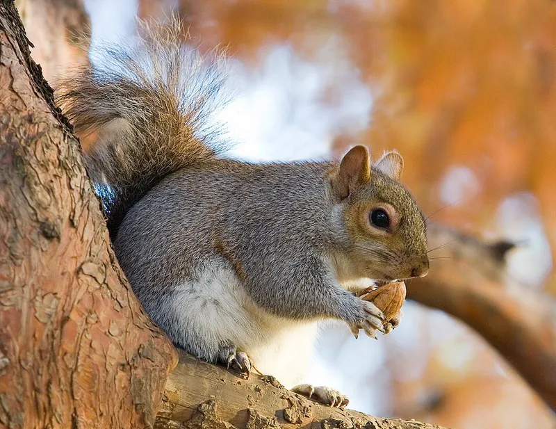 Eastern Gray Squirrel (N/A) β pest in Middle Tennessee