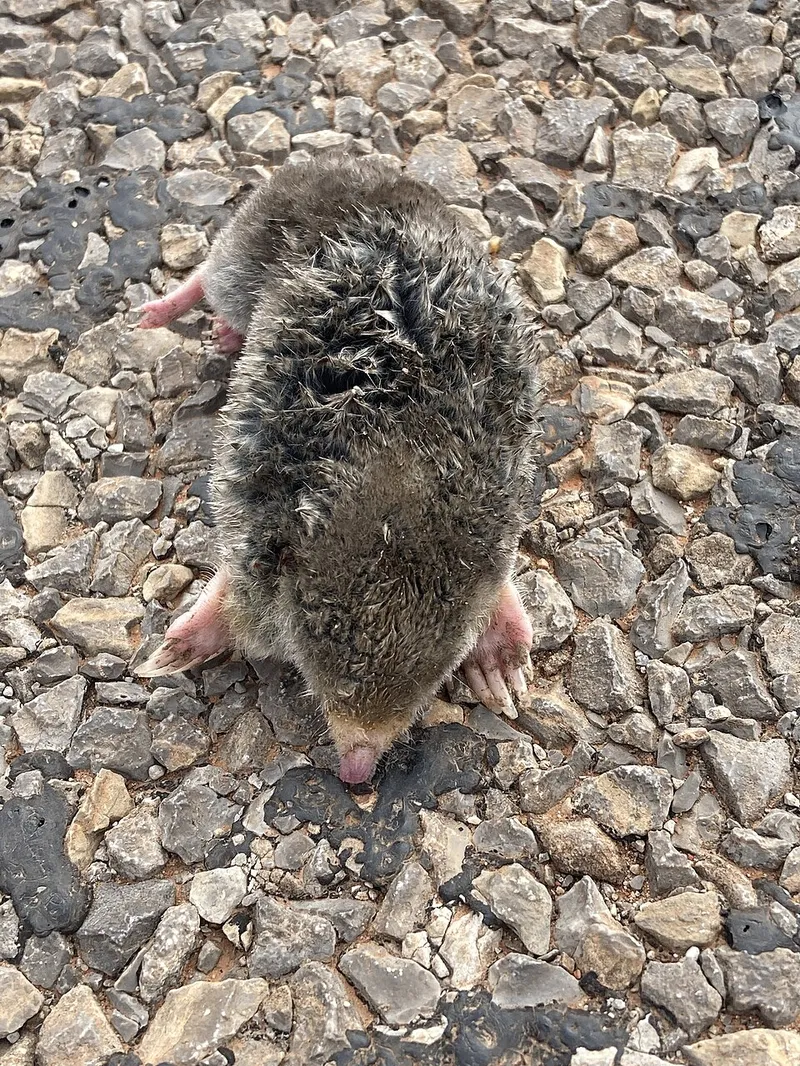 Eastern Mole (Scalopus aquaticus) β pest in Middle Tennessee