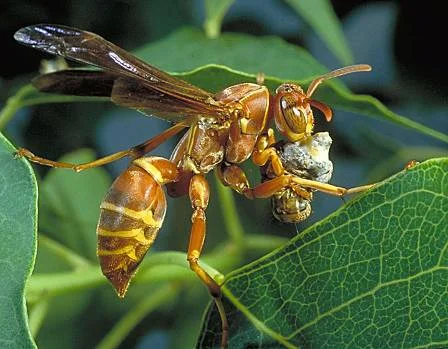 European — photo 2