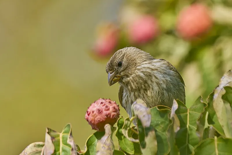 House Finches (N/A) β pest in Middle Tennessee