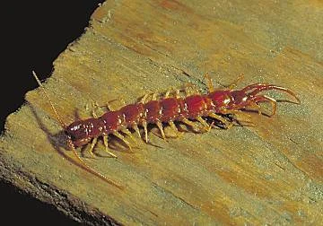 Millipede (Diplopoda) — photo 2