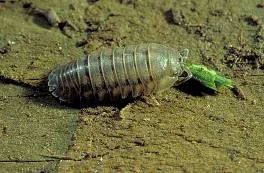 Millipede (Diplopoda) — photo 3