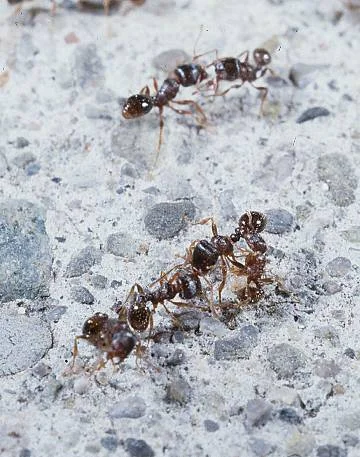 Pavement — photo 2