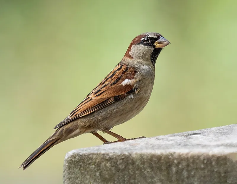 Sparrows (N/A) β pest in Middle Tennessee