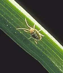 Adult in Middle Tennessee