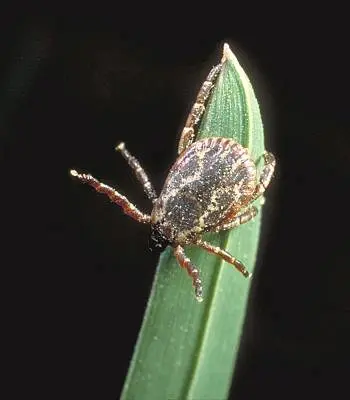 American in Middle Tennessee