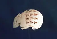 Armadillos in Middle Tennessee