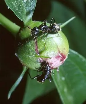 Black in Middle Tennessee