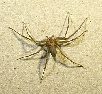 Brown () in Middle Tennessee