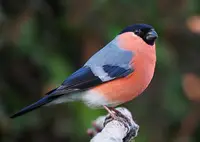 Bullfinches in Middle Tennessee