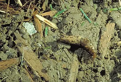 Common () in Middle Tennessee