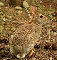 Eastern Cottontail in Middle Tennessee