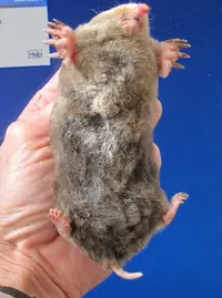 Eastern Gray Mole in Middle Tennessee