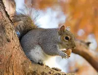 Eastern Gray Squirrel in Middle Tennessee