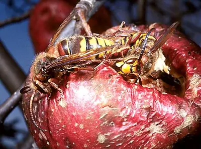 European (European hornets feeding on old apples in a back yard.) in Middle Tennessee