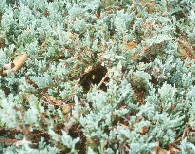 German (German yellowjacket nest entrance in blue rug juniper.) in Middle Tennessee