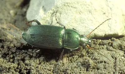 Ground (Ground beetle adult, a general predator.) in Middle Tennessee