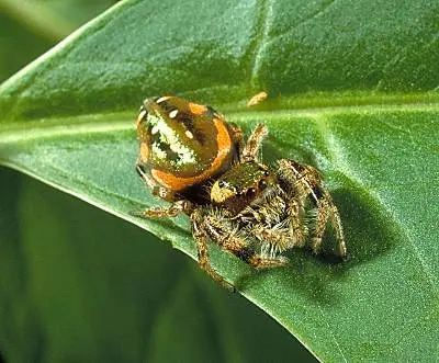 Jumping () in Middle Tennessee