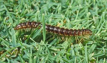 Millipede (Diplopoda) (Sowbug, pillbug (Isopoda)) in Middle Tennessee