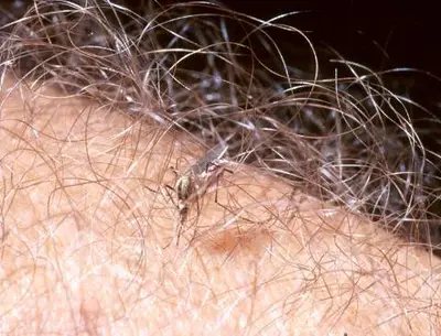 Most (Most home owners are unaware of where mosquitoes come from.) in Middle Tennessee