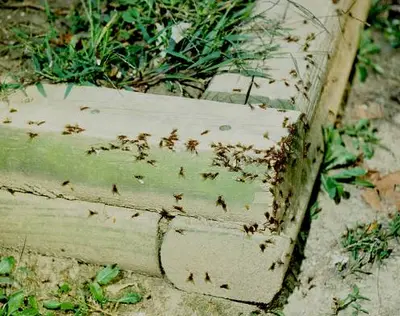 Pavement (Pavement ant colonies commonly battle each other.) in Middle Tennessee