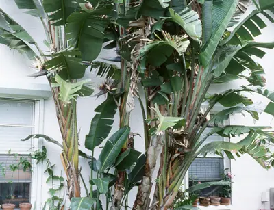 Recommendations (Recommendations for Managing Household Invaders) in Middle Tennessee