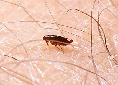 Roof (Roof rat feeding in bird feeder!) in Middle Tennessee