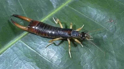 Striped (Striped earwig male.) in Middle Tennessee