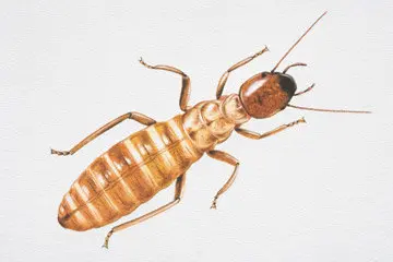 Termite () in Middle Tennessee