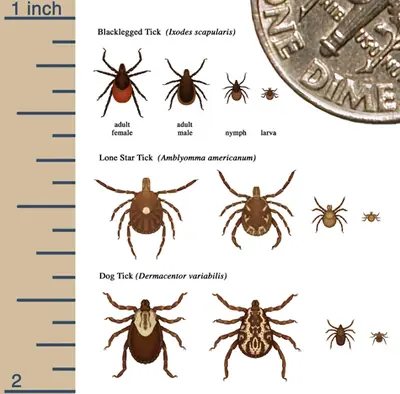 Tick Sizes () in Middle Tennessee