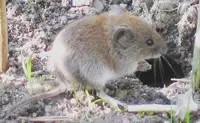 Voles in Middle Tennessee