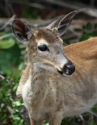 White-tailed Deer in Middle Tennessee