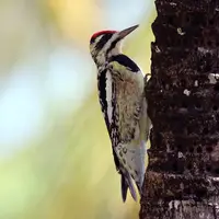 Yellow-bellied Sapsucker in Middle Tennessee