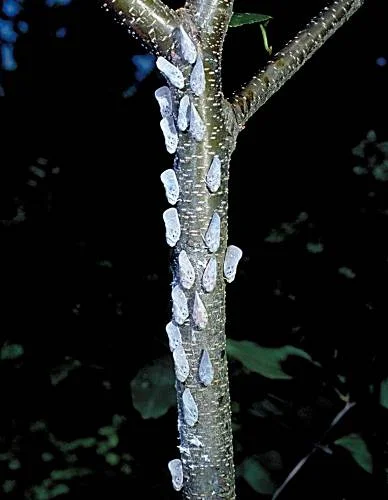 A planthopper nymph among waxy filaments. — photo 2