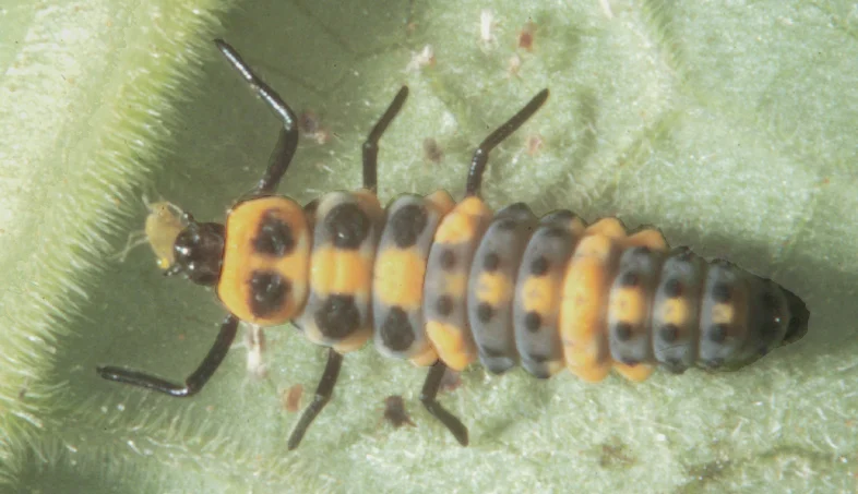 Aphid Predators — photo 2