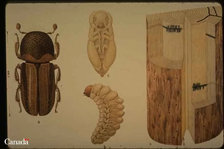 Asian Ambrosia Beetles — photo 2