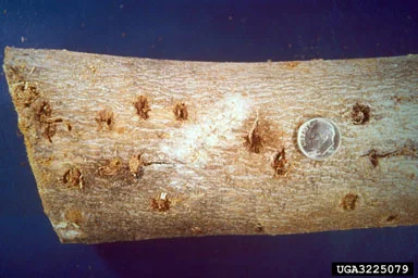 Asian Long Horned Beetle — photo 2