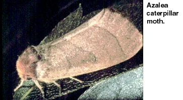 Azalea Caterpillar — photo 2