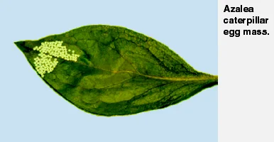 Azalea Caterpillar — photo 3