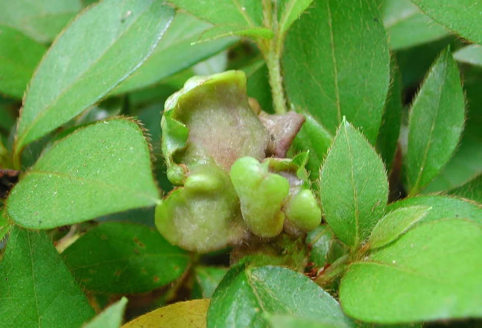 Azalea Gall — photo 2