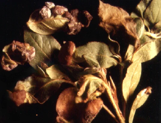 Azalea Gall — photo 3