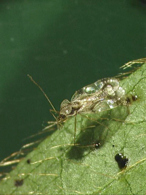 Azalea Lace Bug — photo 2