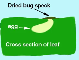 Azalea Lace Bug — photo 3