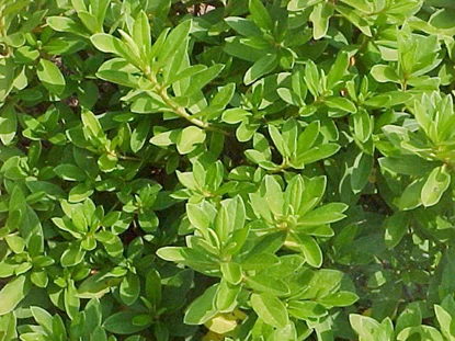 Azalea Lacebug — photo 2