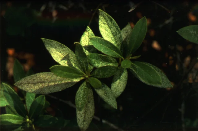 Azalea Lacebug — photo 3