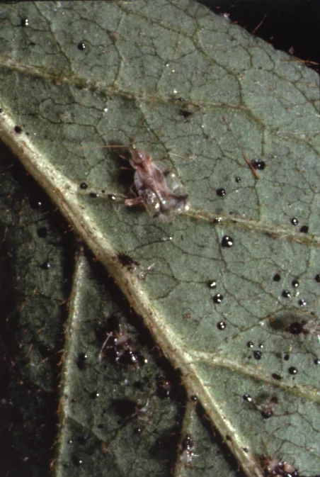 Azalea Lacebug — photo 4