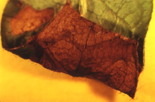 Azalea Leafminer — photo 2